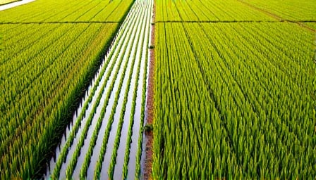 Hainan Shennong Seed Industry Sees Surge in Institutional Interest Amid Market Rally